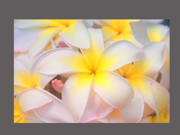 Creation of Hawaiian flower painting: Step 1
